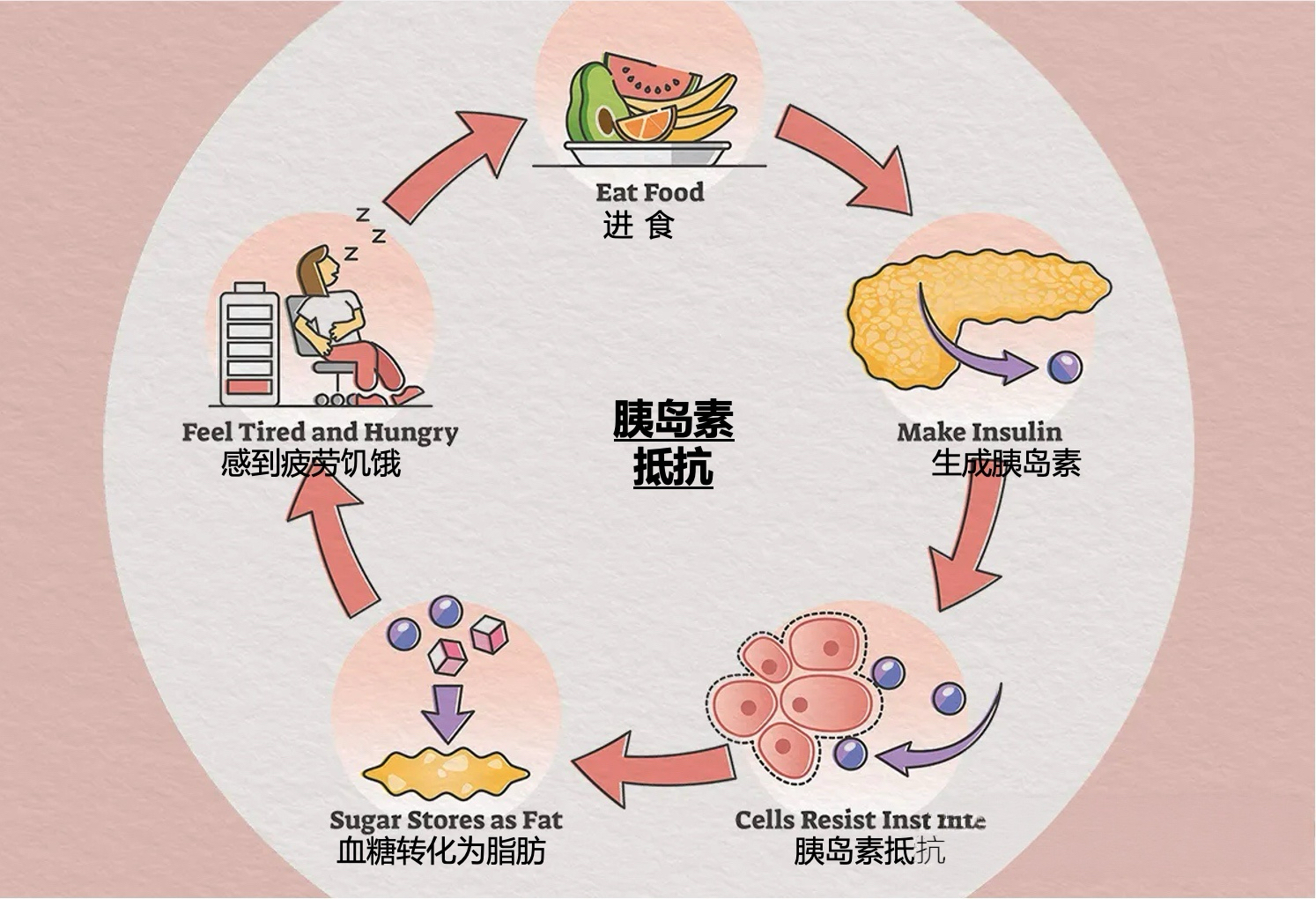 有关胰岛素和血糖系列， 第二卷 系列 4《胰岛素抵抗：为什么你吃得不多，却容易胖？》